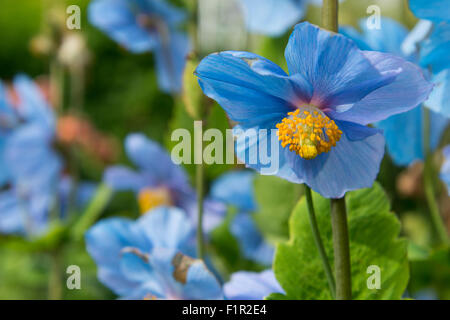 Island, Akureyri. Botanischer Garten (aka Lystigardurinn), die am nördlichsten gelegene Garten der Welt, eröffnet im Jahre 1912. Blauer Mohn. Stockfoto