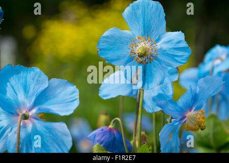 Island, Akureyri. Botanischer Garten (aka Lystigardurinn), die am nördlichsten gelegene Garten der Welt, eröffnet im Jahre 1912. Blauer Mohn. Stockfoto