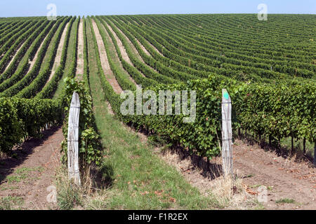 Südmähren Felder, Weinberge, Region Palava, Tschechische Republik Stockfoto
