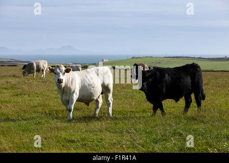 freilaufenden Rinder auf Öffnen Sie Ackerland Anglesey North Wales uk Stockfoto