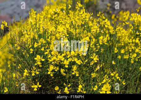 Spartium Junceum L. - Ginestra Comune. Ätna-Gebiet. Stockfoto