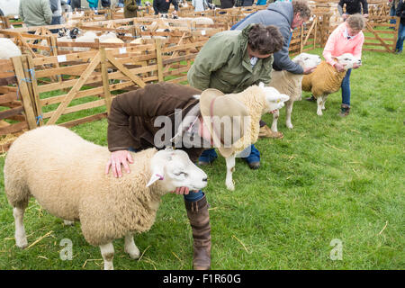 Kildale, North Yorkshire, UK. 5. September 2015. Texel Schafe und Handler warten auf Entscheidung der Jury auf der Kildale landwirtschaftliche Messe in der Nähe von Kildale Village, North Yorkshire. Bildnachweis: Alan Dawson News/Alamy Live-Nachrichten Stockfoto