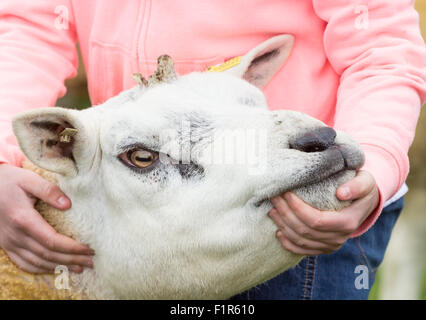 Kildale, North Yorkshire, UK. 5. September 2015. Texel Schafe und Handler warten auf Entscheidung der Jury auf der Kildale landwirtschaftliche Messe in der Nähe von Kildale Village, North Yorkshire. Bildnachweis: Alan Dawson News/Alamy Live-Nachrichten Stockfoto