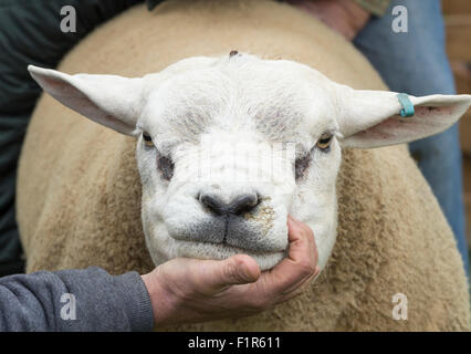 Kildale, North Yorkshire, UK. 5. September 2015. Texel Schafe und Handler warten auf Entscheidung der Jury auf der Kildale landwirtschaftliche Messe in der Nähe von Kildale Village, North Yorkshire. Bildnachweis: Alan Dawson News/Alamy Live-Nachrichten Stockfoto