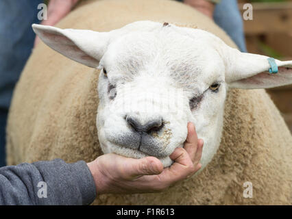 Kildale, North Yorkshire, UK. 5. September 2015. Texel Schafe und Handler warten auf Entscheidung der Jury auf der Kildale landwirtschaftliche Messe in der Nähe von Kildale Village, North Yorkshire. Bildnachweis: Alan Dawson News/Alamy Live-Nachrichten Stockfoto