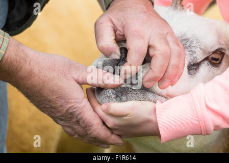 Kildale, North Yorkshire, UK. 5. September 2015. Texel Schafe und Handler warten auf Entscheidung der Jury auf der Kildale landwirtschaftliche Messe in der Nähe von Kildale Village, North Yorkshire. Bildnachweis: Alan Dawson News/Alamy Live-Nachrichten Stockfoto