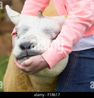 Kildale, North Yorkshire, UK. 5. September 2015. Texel Schafe und Handler warten auf Entscheidung der Jury auf der Kildale landwirtschaftliche Messe in der Nähe von Kildale Village, North Yorkshire. Bildnachweis: Alan Dawson News/Alamy Live-Nachrichten Stockfoto