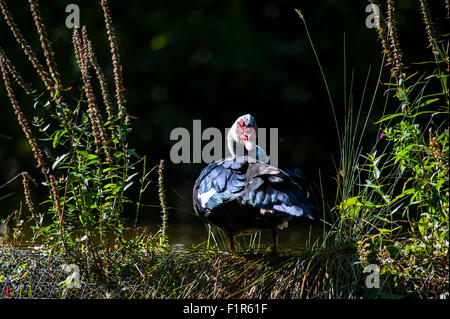 Bristol, UK. 6. September 2015. Eine verirrte Barbarie-Ente ist in den See im Bristol Eastville Park angekommen. Die Barbarie-Ente (Cairina Moschata) ist eine große Ente heimisch in Mexiko, zentral- und Süd-America.Small Wild und verwilderte Populationen haben sich in Großbritannien etabliert. Stockfoto