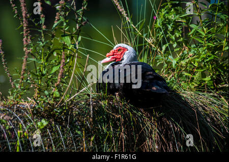 Bristol, UK. 6. September 2015. Eine verirrte Barbarie-Ente ist in den See im Bristol Eastville Park angekommen. Die Barbarie-Ente (Cairina Moschata) ist eine große Ente heimisch in Mexiko, zentral- und Süd-America.Small Wild und verwilderte Populationen haben sich in Großbritannien etabliert. Stockfoto