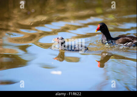 Bristol, UK. 6. September 2015. Baby Sumpfhühner üben ihre ersten Schritte und schwimmt im See im Bristol Eastville Park. Teichhuhn in den lokalen Gewässern im Vereinigten Königreich ansässig sind und selten weit reisen. Stockfoto