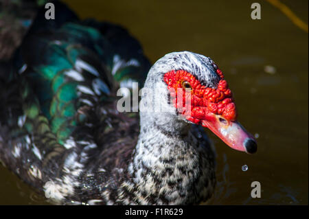 Bristol, UK. 6. September 2015. Eine verirrte Barbarie-Ente ist in den See im Bristol Eastville Park angekommen. Die Barbarie-Ente (Cairina Moschata) ist eine große Ente heimisch in Mexiko, zentral- und Süd-America.Small Wild und verwilderte Populationen haben sich in Großbritannien etabliert. Stockfoto