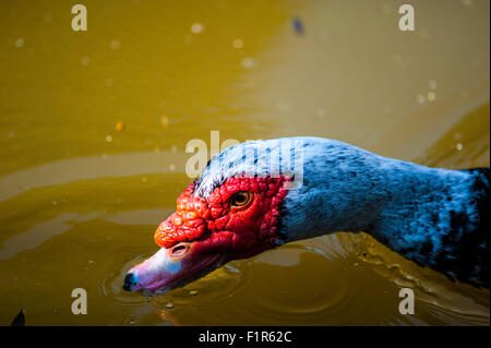 Bristol, UK. 6. September 2015. Eine verirrte Barbarie-Ente ist in den See im Bristol Eastville Park angekommen. Die Barbarie-Ente (Cairina Moschata) ist eine große Ente heimisch in Mexiko, zentral- und Süd-America.Small Wild und verwilderte Populationen haben sich in Großbritannien etabliert. Stockfoto