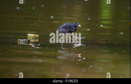 Bristol, UK. 6. September 2015. Baby Sumpfhühner üben ihre ersten Schritte und schwimmt im See im Bristol Eastville Park. Teichhuhn in den lokalen Gewässern im Vereinigten Königreich ansässig sind und selten weit reisen. Stockfoto