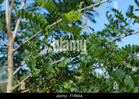 Hampstead Cemetery, Fortune Green, London Stockfoto