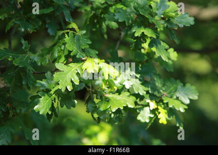 Hampstead Cemetery, Fortune Green, London Stockfoto