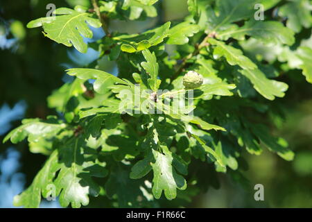 Hampstead Cemetery, Fortune Green, London Stockfoto