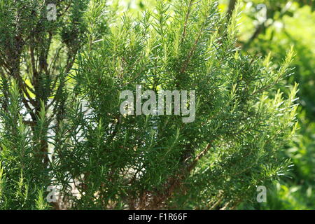 Hampstead Cemetery, Fortune Green, London Stockfoto