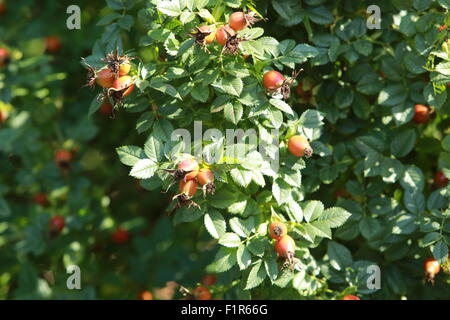 Hampstead Cemetery, Fortune Green, London Stockfoto