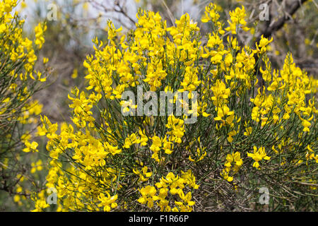 Spartium Junceum L. - Ginestra Comune. Ätna-Gebiet. Stockfoto