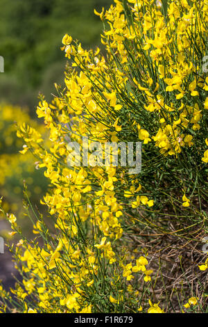 Spartium Junceum L. - Ginestra Comune. Ätna-Gebiet. Stockfoto