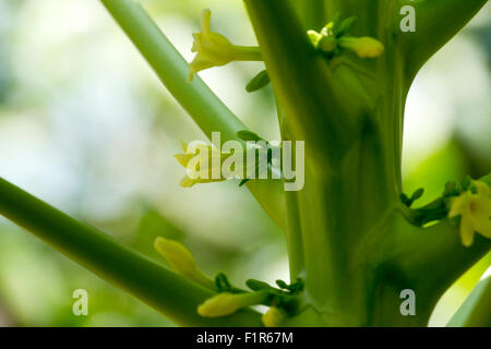 Papaya-Blumen Stockfoto