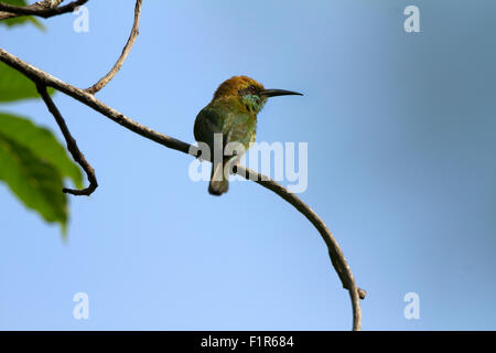 Die grünen Bienenfresser (Merops Orientalis) (manchmal kleine grüne Bienenfresser) ist ein in der Nähe von passerine Vogel in der Familie der Bienenfresser. Stockfoto