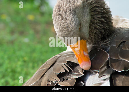 Ente, Gans, Löffler, Kormoran, Tukan, Pelikan Closup, in einem See, Tierfotografie, Säugetiere, Ente Oase Stockfoto