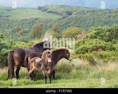 Exmoor Ponys, Familiengruppe. Somerset, UK. Stockfoto