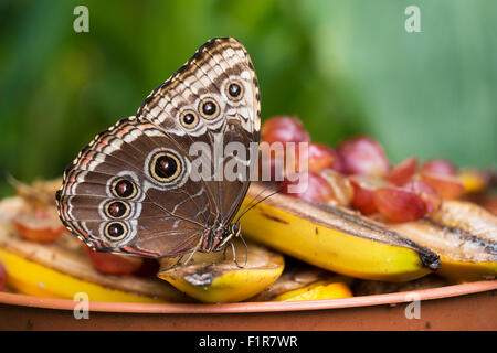 Morpho Peleides Obst für das Mittagessen zu genießen.  Mit kleinen fliegen am Flügel! Blauen Morpho Schmetterling. Stockfoto