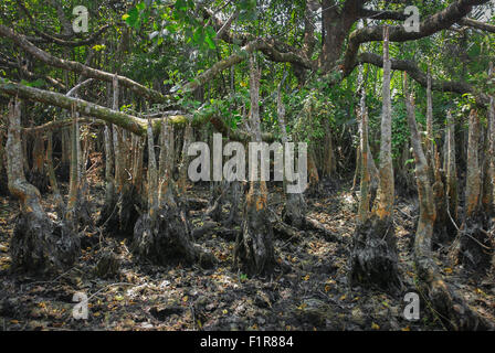 Riesige Luftwurzeln von sonneratia Pflanze, einer der Mangrovenbäume, die in der Küstenlandschaft des Ujung Kulon National Park in Indonesien wachsen. Stockfoto