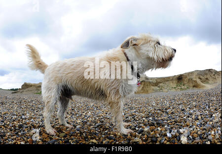 Scruff, unser Terrier auf dem Kiesstrand. Weybourne Strand und Klippen. North Norfolk Küste. England. VEREINIGTES KÖNIGREICH. 09.03.2015. Stockfoto