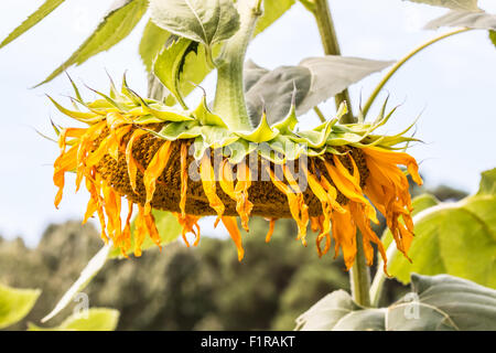 Nahaufnahme des sterbenden verwelkte Sonnenblumen Pflanze Stockfoto