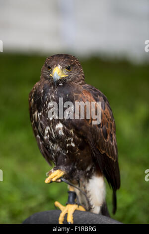 Ein männlicher Harris Hawk bei der Beckbury Show Shropshire UK Stockfoto