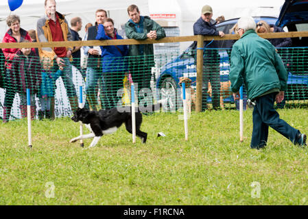 Ein Hund Weben und in Polen bei einem Agility-Wettbewerb bei der Beckbury Show 2015 Shropshire UK Stockfoto