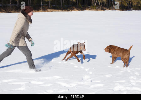 Frau spielt mit ihren Hunden an einem sonnigen Wintertag. Winterurlaub, Hund Trainingskonzept Stockfoto