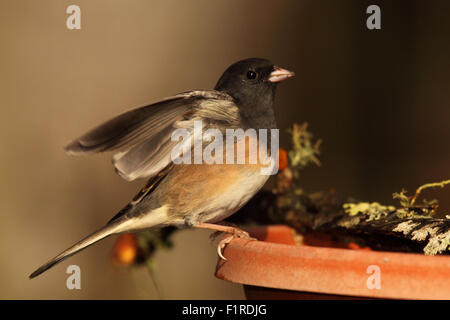 Ein Junco, seine Flügel zu werfen. Stockfoto