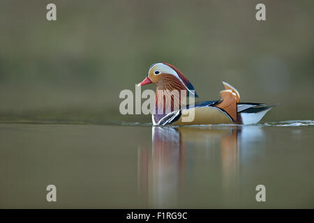 Hübsche männliche Mandarin Ente / Mandarinente (Aix Galericulata) zeigt Balz. Stockfoto