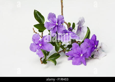 Raintree Busch Brunfelsia Uniflora auf weißem Hintergrund Stockfoto