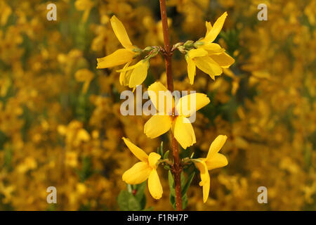 Blühende Forsythien - Zweig mit Blumen Flimmern in der Wind im Frühling Stockfoto