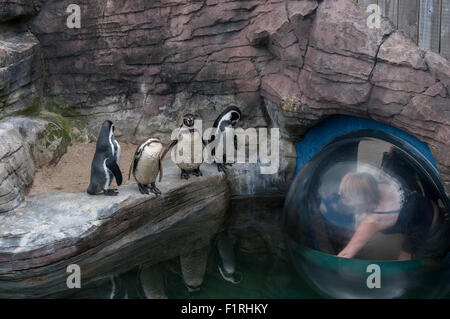 Humboldt-Pinguine im Zuchtprogramm am Cornish Seal Sanctuary, Gweek, Cornwall zu beobachten. Stockfoto