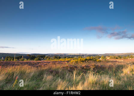 Norland, Halifax, West Yorkshire, Großbritannien 6. September 2015. Großbritannien Wetter Heather in Blüte an einem schönen Tag bei Sonnenuntergang. Bildnachweis: Christopher Smith/Alamy Live News Stockfoto