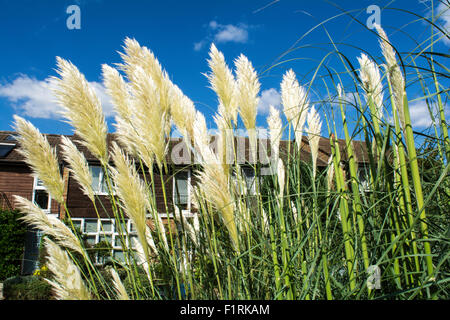 Gardinen und Pampa grass Zeichen des Schwingens Vorstadt Stockfoto