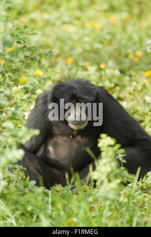 Kleinen schwarzen Affen Stand in Blumenwiese oder Feld. Stockfoto