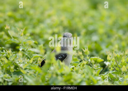 Neugierige kleine Vogel, umgeben von grünen Blättern, Miami, Florida, USA Stockfoto