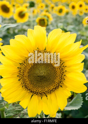 Nahaufnahme des einzigen Sonnenblume mit Feld im Hintergrund. Stockfoto