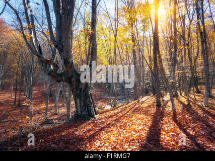 Schönen herbstlichen Wald in den Krimbergen bei Sonnenuntergang. Natur-Hintergrund Stockfoto