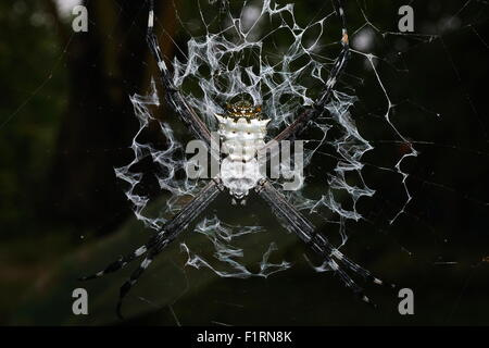 Nahaufnahme von Argiope Argentata, Silber Argiope Spider auf seinen Web, Costa Rica, Mittelamerika Stockfoto