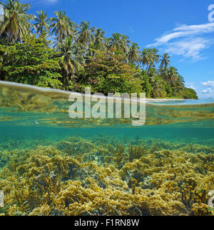 Split-Bild oberhalb und unterhalb der Wasseroberfläche am Ufer von einem üppigen tropischen Insel mit einem Korallenriff Unterwasser, Karibik Stockfoto