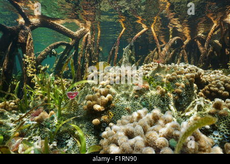 Mangroven-Ökosystems unter Wasser mit Meerestieren auf dem Meeresgrund zwischen den Baumwurzeln, Bahamas Stockfoto