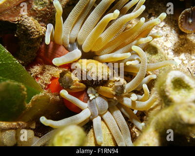 Leben im Meer unter Wasser, eine grüne anhänglichen Krabbe versteckt in einer riesigen Anemone, Karibik Stockfoto